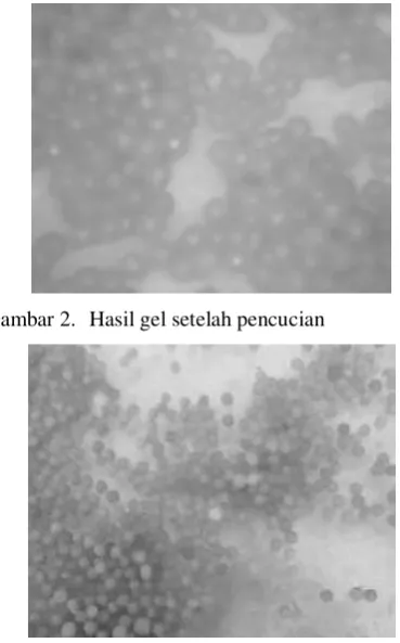 Gambar 2. Hasil gel setelah pencucian 