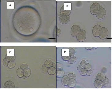 Gambar 3. Embrio ParthenogenetiK Tahap Blastosis. Bar : 50µm 