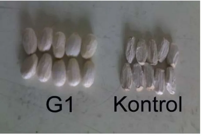 Gambar 4. Perbandingan morfologi biji bagian dalam galur mutan G1 (kiri) dan varietas kontrol G6 (kanan) 