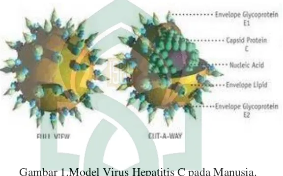 Gambar 1.Model Virus Hepatitis C pada Manusia. 