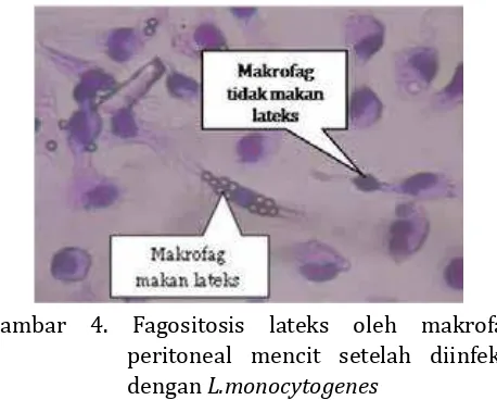 Gambar 4. Fagositosis lateks oleh makrofag 