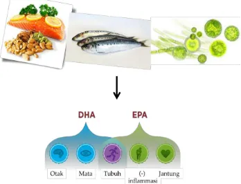 Gambar 1. Organisme laut (contoh: ikan dan mikroalga) sebagai sumber DHA dan EPA yang  bermanfaat bagi menusia  