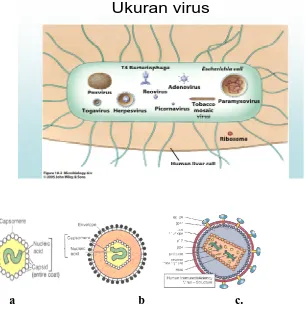 Gambar 1 berbagai bentuk virus a) virus nukleokapsid; b) virus bermembran;c) virus 