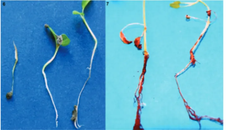 Figure 6-7. - Althea oficinalis. - seedlingwithout roots fprmation andleaf deformation caused by Fusarium oxysporum (right: a healthy  seedling) (Fig