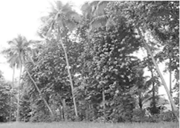 Gambar 2. Gayam sebagai pohon  pembatas kebun dan penahan erosi  di kampung Semak,  Kalibawang