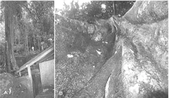 Gambar 2. Gayam sebagai pohon  pembatas kebun dan penahan erosi  di kampung Semak,  Kalibawang