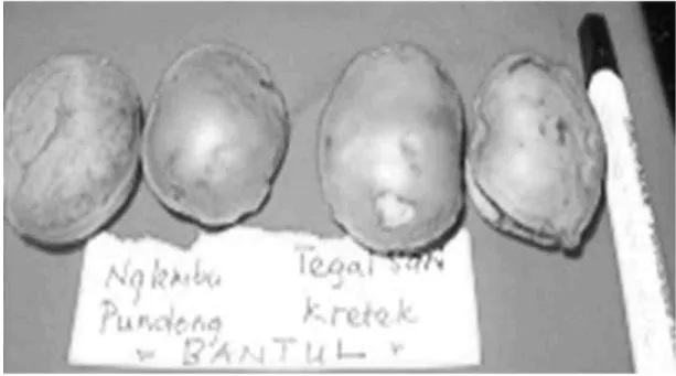 Gambar 6. Buah gayam dari Nglembu dan Tegalsari, Bantul Figure 6. Gayam fruit from Nglembu and Tegalsari, Bantul