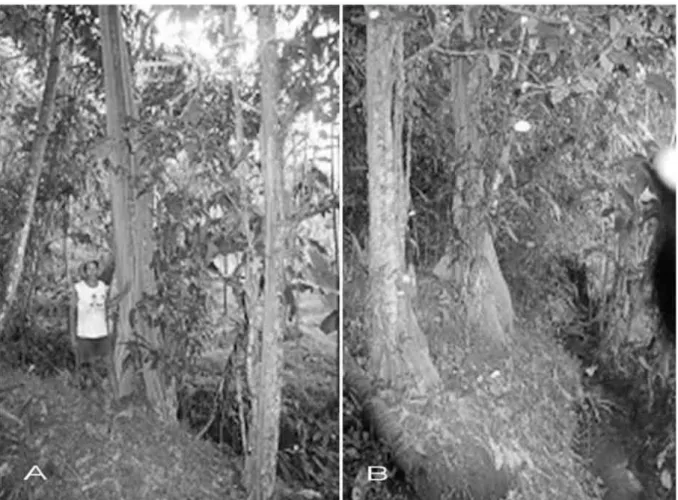 Gambar 9. Pohon. gayam tumbuh di tegalan di kampung Babadan, Sleman.