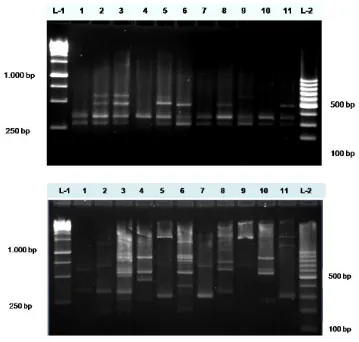 Gambar 2. Fragmen DNA hasil amplifikasi dengan menggunakan primer ISSR UBC 872 dan UBC 814: L-1: Ladder 1 kb, 1: aksesi F1-BH2, 2: aksesi F1-BHU3, 3: aksesi F1-BHU5, 4-9: aksesi F1-BH2-Va, Vb, Vc, Vd, Ve dan Vf, 10-11: aksesi F1-BHU3-Va dan Vb, L-2: Ladder 100 bp  