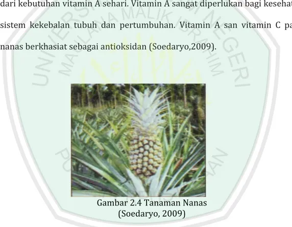 Gambar 2.4 Tanaman Nanas  (Soedaryo, 2009) 
