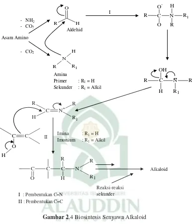 Gambar 2.4 Biosintesis Senyawa Alkaloid 