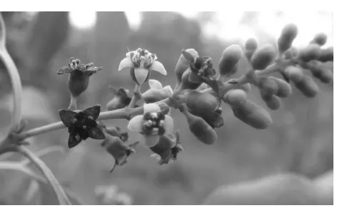Gambar 1. Struktur pembungaan S. album                  perlihatkan perkembangan individu bunga                   yang mem-acropetal