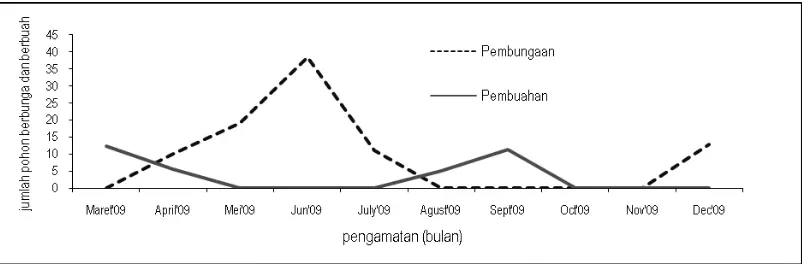 Gambar 2. Waktu dan tingkat berbunga dan berbuah Santalum album                   di plot konservasi ex-situWatusipat, Gunungkidul, Yogyakarta (n=280 pohon)