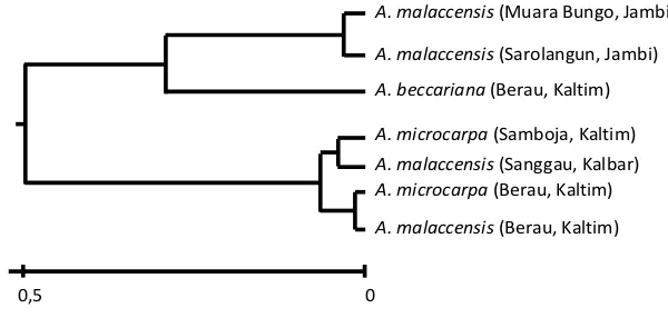 Gambar 1. Dendogram hubungan kekerabatan antara 7 populasi Aquilaria spp                  berdasarkan jarak genetik Nei's (1978)