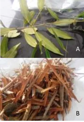 Gambar 1. Bagian daun (A) dan kulit batang (B)  