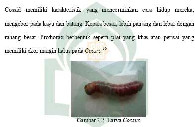 Gambar 2.2. Larva Cossus 