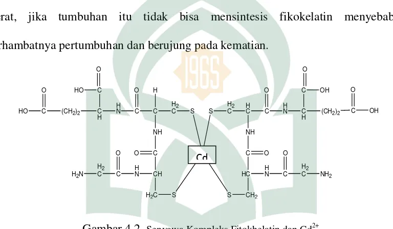 Gambar 4.2. Senyawa Kompleks Fitokhelatin dan Cd2+ 