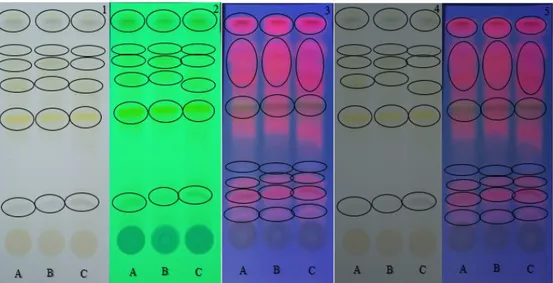 Gambar 5. Hasil kromatografi lapis tipis simplisia daun ekor kucing dengan fase gerak toluen : etil asetat (6  : 4) 