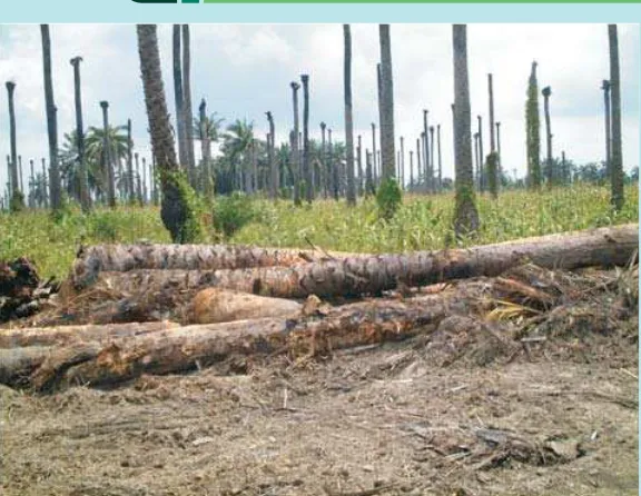 Gambar 2. Pembusukan batang sawit di areal kebun