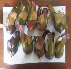 Gambar 1. Buah tengkawang Sorea stenoptera