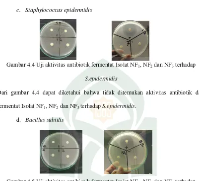 Gambar 4.4 Uji aktivitas antibiotik fermentat Isolat NF1, NF2 dan NF3 terhadap 