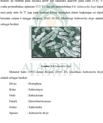 Gambar 2.6 Salmonella thypi 
