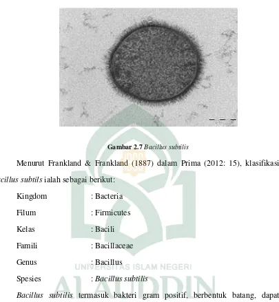 Gambar 2.7 Bacillus subtilis 