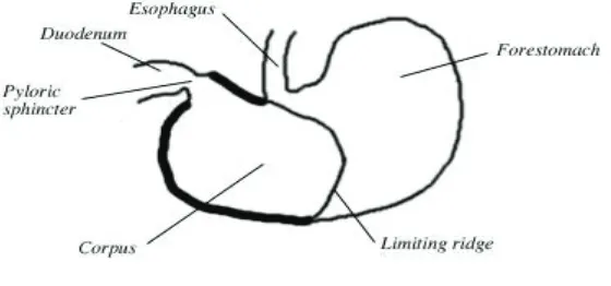 Gambar 3. Diagram bagian perut tikus. Sumber: Moore 2000 