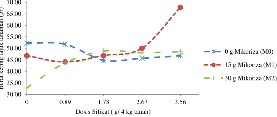 Grafik hubungan interaksi antara silikat  dengan  mikoriza  terhadap  berat  kering  tajuk 