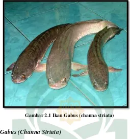 Gambar 2.1 Ikan Gabus (channa striata) 