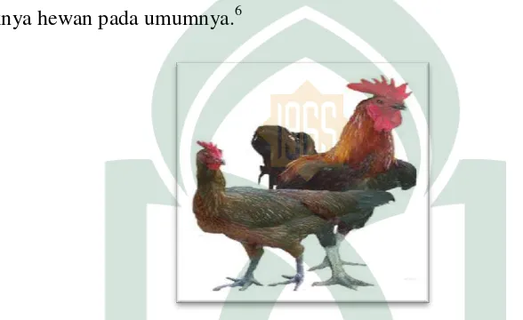 Gambar 2.1 Ayam Kampung (Gallus gallus domesticus) 