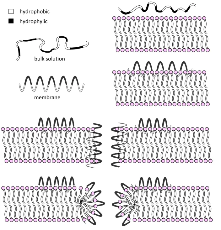 Figure 1. Helical AMP interaction with biological membranes; in bulk solution peptides are random coil, while in the presence of membrane they structure as amphipathic  helices; the peptides’  subsequent insertion into the membrane is then more likely to 