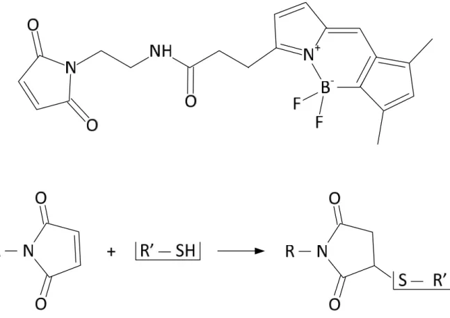 Figure 6. BODIPY molecule and its reaction with SH group in the Cysteine side chain.