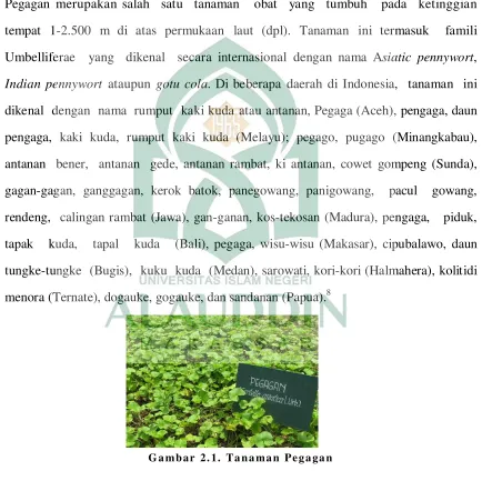 Gambar 2.1. Tanaman Pegagan  