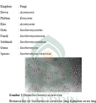 Gambar 2.2JamurSaccharomycescerevisiae 