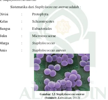 Gambar 2.3 Staphylococcus aureus  