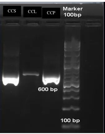 Tabel 4.2. Hasil BLAST urutan fragmen isolat CCP 