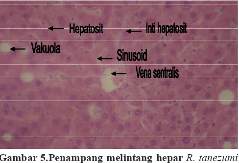 Gambar 4. Penampang melintang hepar R. tanezumi tidak infektif Leptospira spp (kontrol)