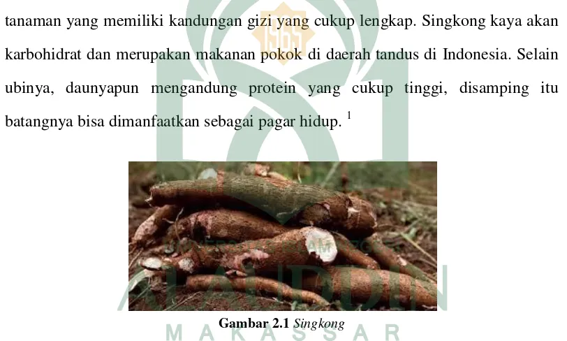 Gambar 2.1 Singkong 