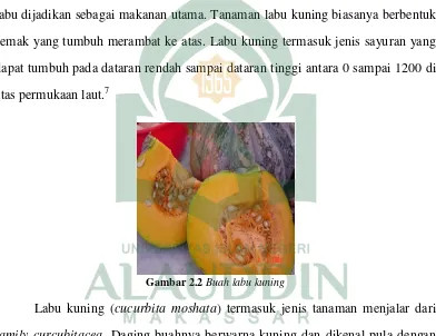 Gambar 2.2 Buah labu kuning 