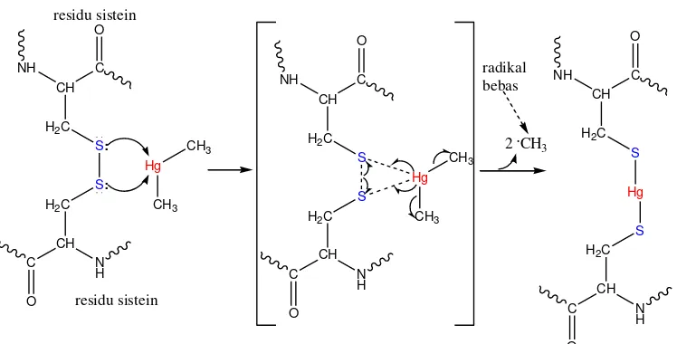Gambar 4.1. Reaksi Sistin dengan Merkuri  (Setiawan, 2014). 
