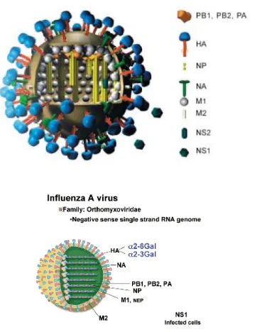 Gambar 1. Struktur virus influenza A (Sumber: , Gurtler, 2006 atas ijin Dr. Markus Eickmann, Institute for Virology, Marbug, Germany) 
