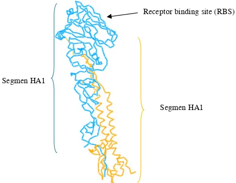 Gambar 2. Struktur Haemaglutinin Virus Avian Influ-enza H5N1 (diilustrasikan oleh Triwibowo A, Garjito dengan menggunakan data base protein 1 jsm)