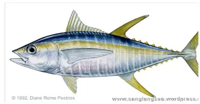 Gambar 2.1 Ikan Tuna Sirip Kuning (Thunnus albacores) 