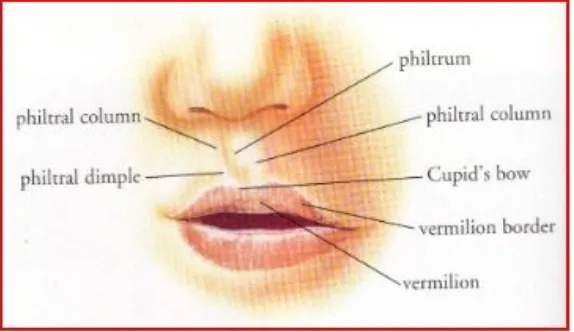Gambar 1. Anatomi bibir atas 