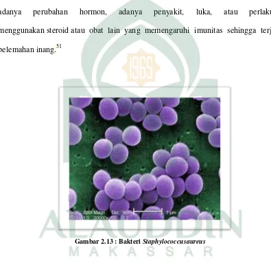 Gambar 2.11 : Bakteri  Staphylococcusaureus 