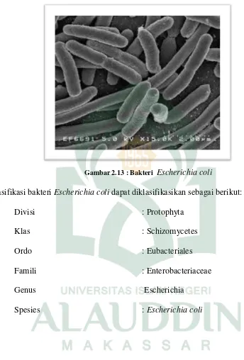 Gambar 2.13 : Bakteri  Escherichia coli 