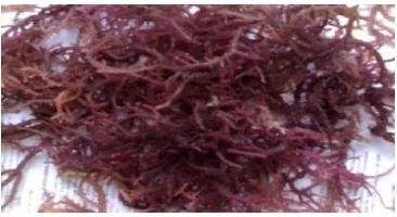 Gambar 2.1 Alga Merah Eucheuma spinosum (Khamdiyah, 2010) 