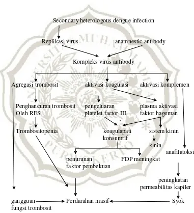 Gambar 2. Patogenesis perdarahan pada DBD 