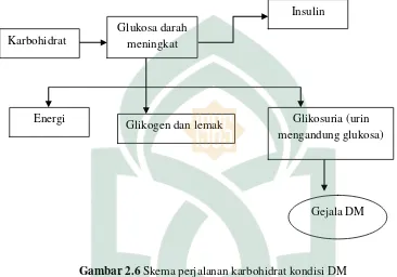 Gambar 2.6 Skema perjalanan karbohidrat kondisi DM 